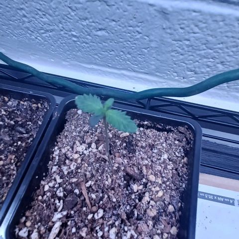 Mac 1 X Sonia Girl #3 growlog photo: 2 weeks Mac 1 X Sonia Girl