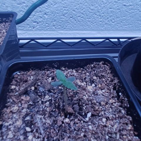 Mac 1 X Sonia Girl #3 growlog photo: 2 weeks Mac 1 X Sonia Girl