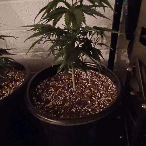 Mac 1 X Sonia Girl #3 growlog photo: Week 7 Veg