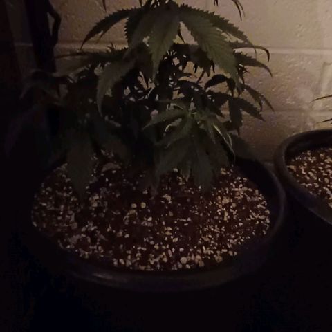 Mac 1 X Sonia Girl #3 growlog timeline photo