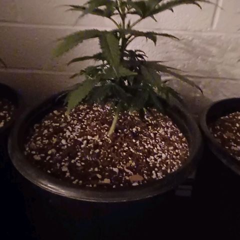 Mac 1 X Sonia Girl #3 growlog timeline photo
