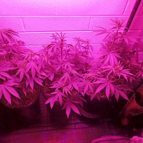 Mac 1 X Sonia Girl #1 growlog timeline photo