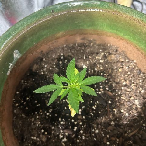 Cloe growlog timeline photo