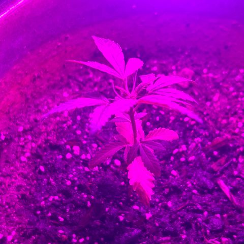 Cloe growlog photo: Looking better
