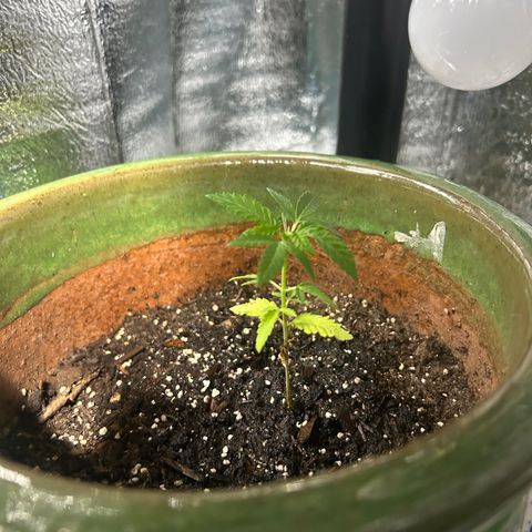 Cloe growlog timeline photo