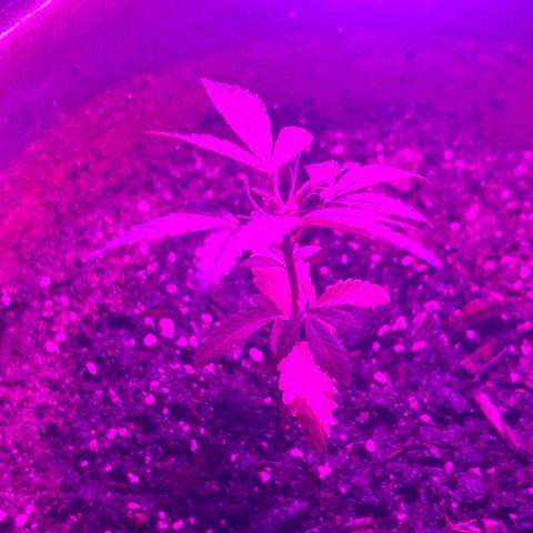 Cloe growlog timeline photo