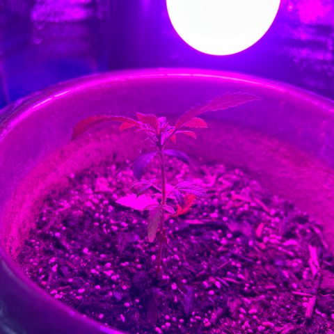 Cloe growlog timeline photo