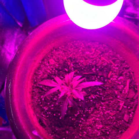Cloe growlog timeline photo