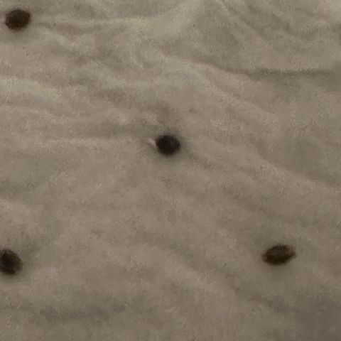 NLAF growlog photo: Seedlings Started