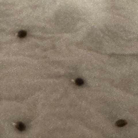 NLAF growlog photo: Seedlings Started
