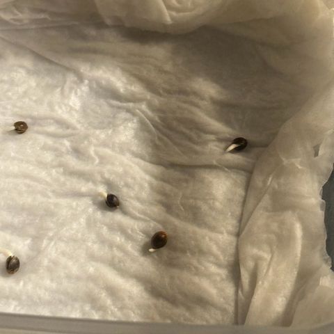 NLAF growlog photo: Day 2 Check