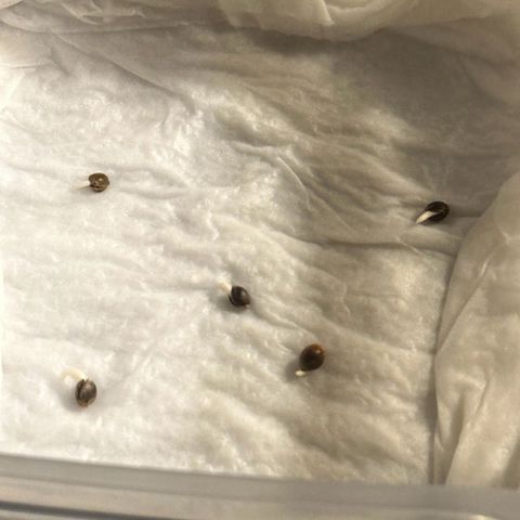 NLAF growlog photo: Day 2 Check