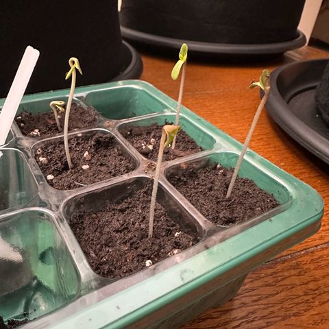 NLAF growlog photo: Transplanted from small container to larger pots