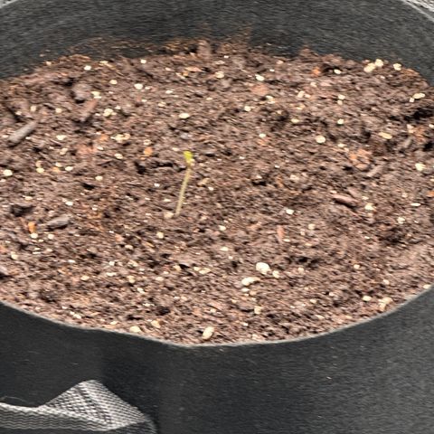NLAF growlog photo: Transplanted from small container to larger pots