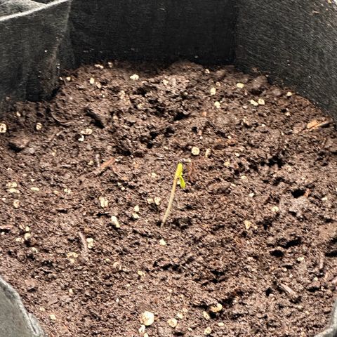 NLAF growlog photo: Transplanted from small container to larger pots