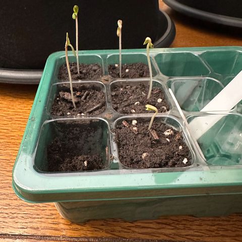 NLAF growlog photo: Transplanted from small container to larger pots