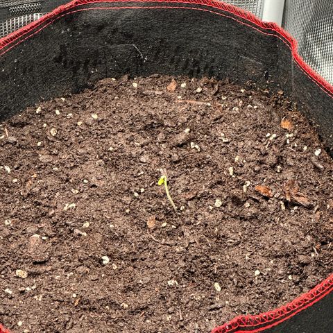 NLAF growlog photo: Transplanted from small container to larger pots