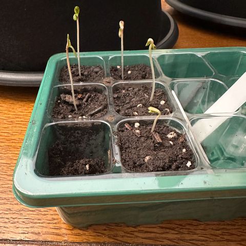 NLAF growlog photo: Transplanted from small container to larger pots