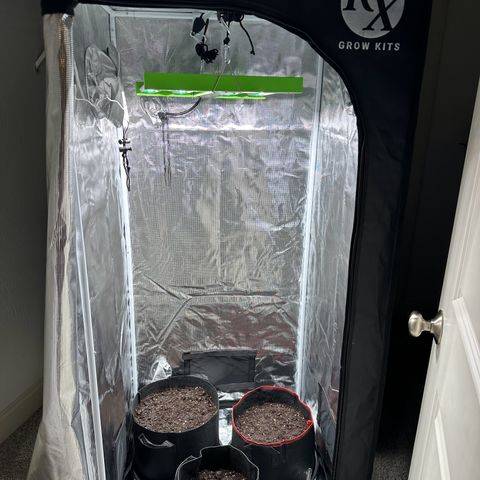NLAF growlog photo: Transplanted from small container to larger pots
