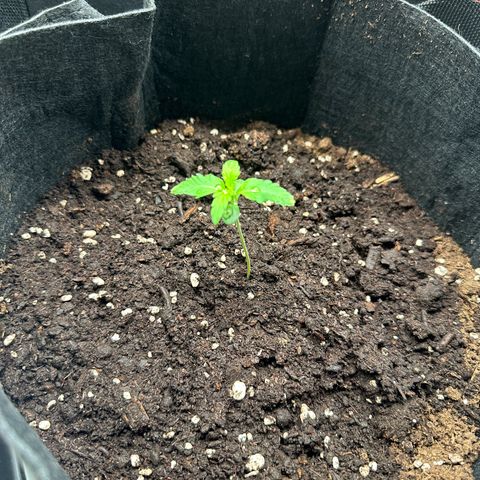 NLAF growlog photo: Water & Check Up
Need markings and names for each tree
Starting to lean. May need prop