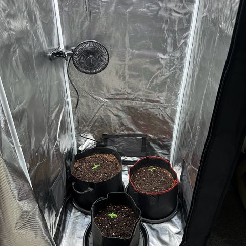 NLAF growlog photo: Water & Check Up
Need markings and names for each tree
Starting to lean. May need prop