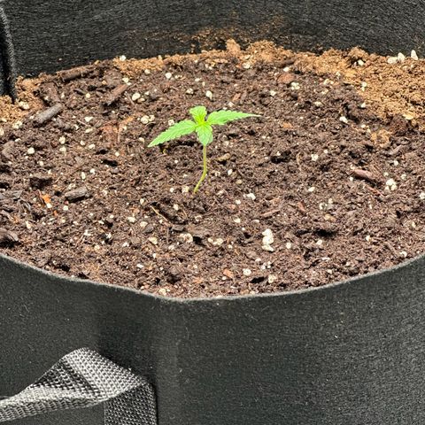 NLAF growlog photo: Water & Check Up
Need markings and names for each tree
Starting to lean. May need prop