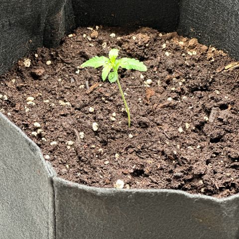 NLAF growlog photo: Water & Check Up
Need markings and names for each tree
Starting to lean. May need prop