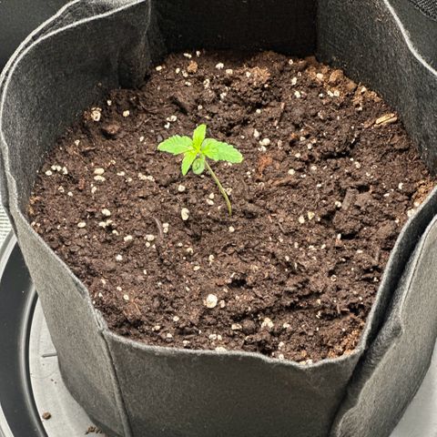 NLAF growlog photo: Water & Check Up
Need markings and names for each tree
Starting to lean. May need prop