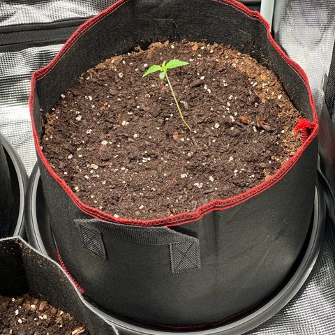 NLAF growlog timeline photo