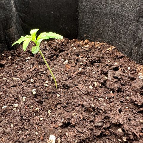 NLAF growlog timeline photo