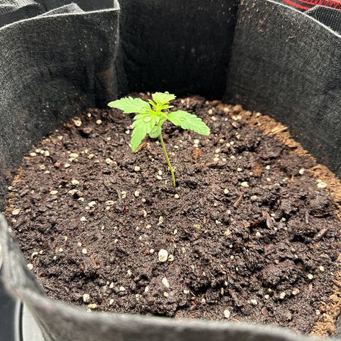 NLAF growlog timeline photo