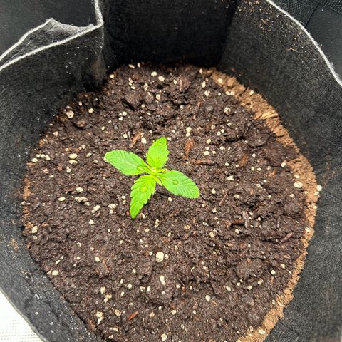 NLAF growlog timeline photo