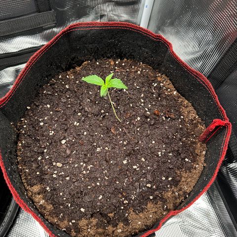 NLAF growlog timeline photo