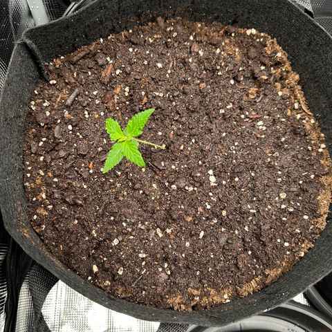 NLAF growlog timeline photo