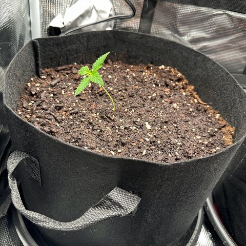 NLAF growlog timeline photo