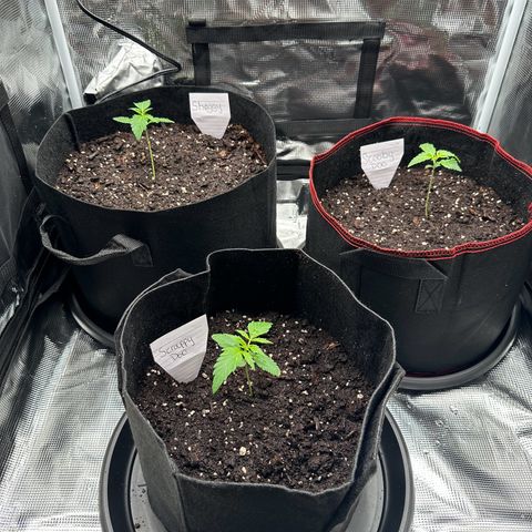 NLAF growlog photo: Watered and named