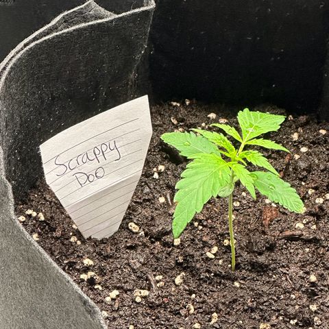 NLAF growlog photo: Watered and named