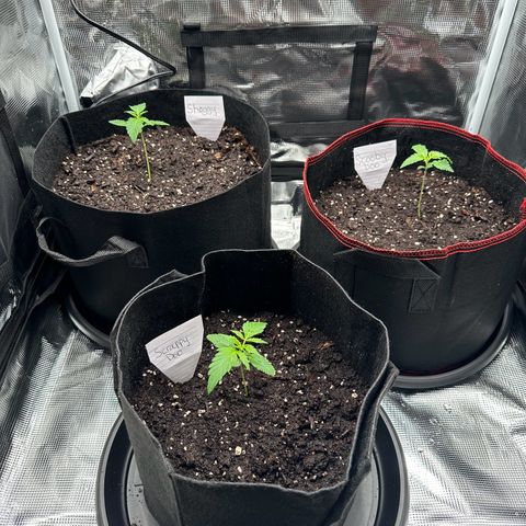 NLAF growlog photo: Watered and named