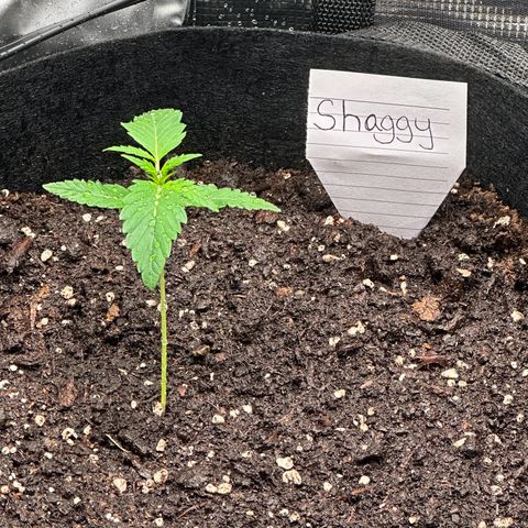 NLAF growlog photo: Watered and named