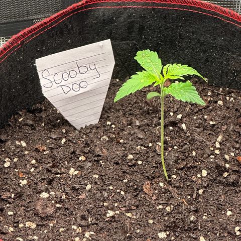 NLAF growlog photo: Watered and named