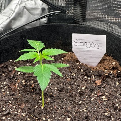 NLAF growlog timeline photo