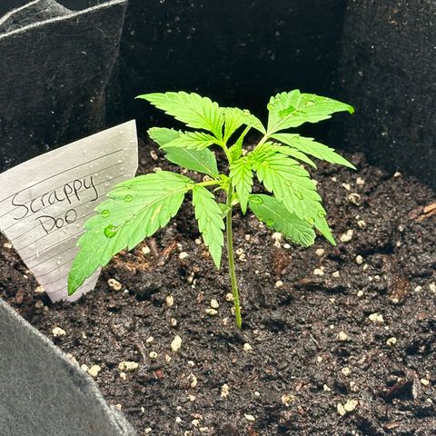 NLAF growlog timeline photo
