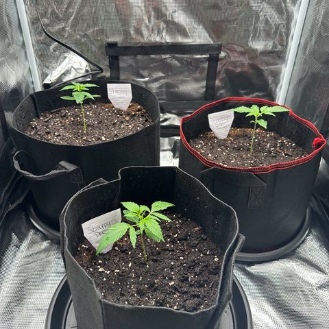 NLAF growlog timeline photo