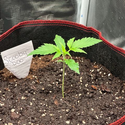 NLAF growlog timeline photo