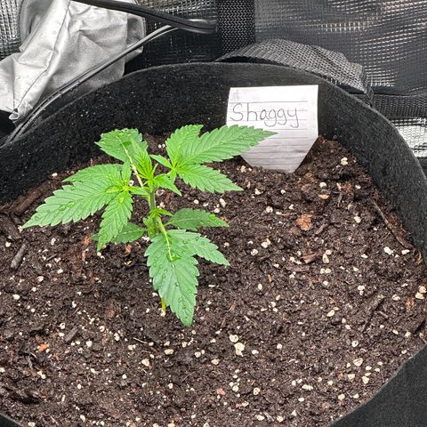 NLAF growlog timeline photo