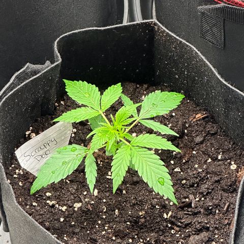 NLAF growlog timeline photo