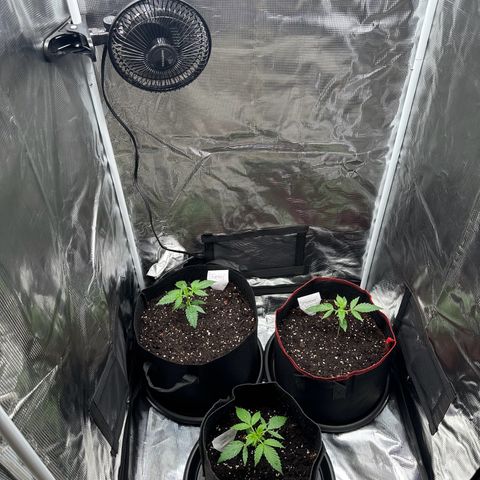 NLAF growlog timeline photo