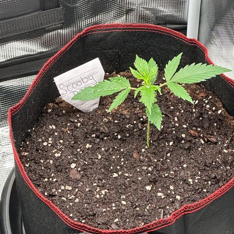 NLAF growlog timeline photo