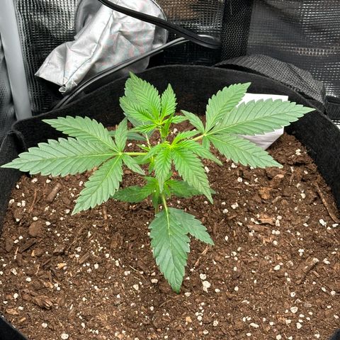 NLAF growlog timeline photo