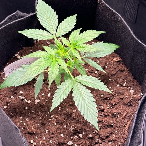 NLAF growlog timeline photo